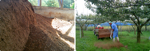7月末と10月末の施肥作業