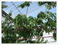 ڎ蕗i1
